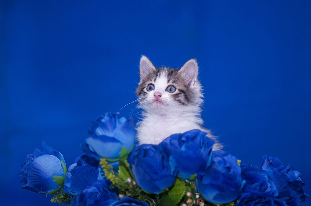 Photograph by Chamara Sulakkhana Polwatta Siriyalage