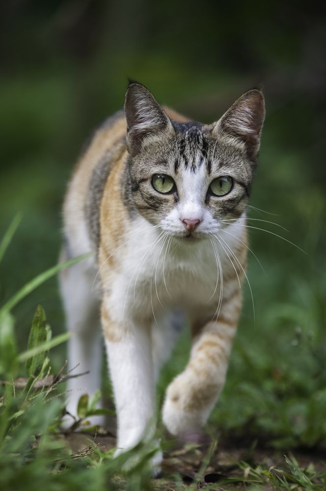 Photograph by Chamara Sulakkhana Polwatta Siriyalage