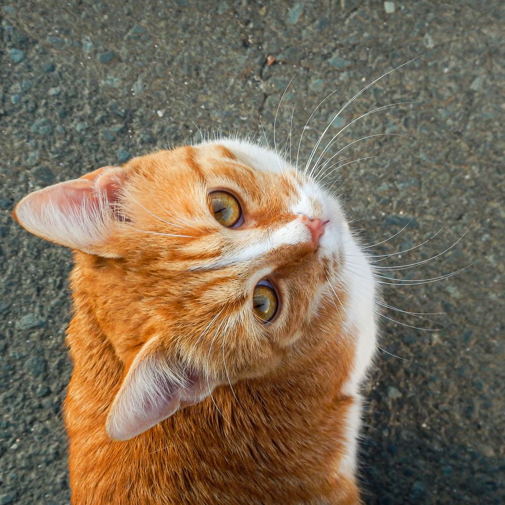 Рыжая бестия