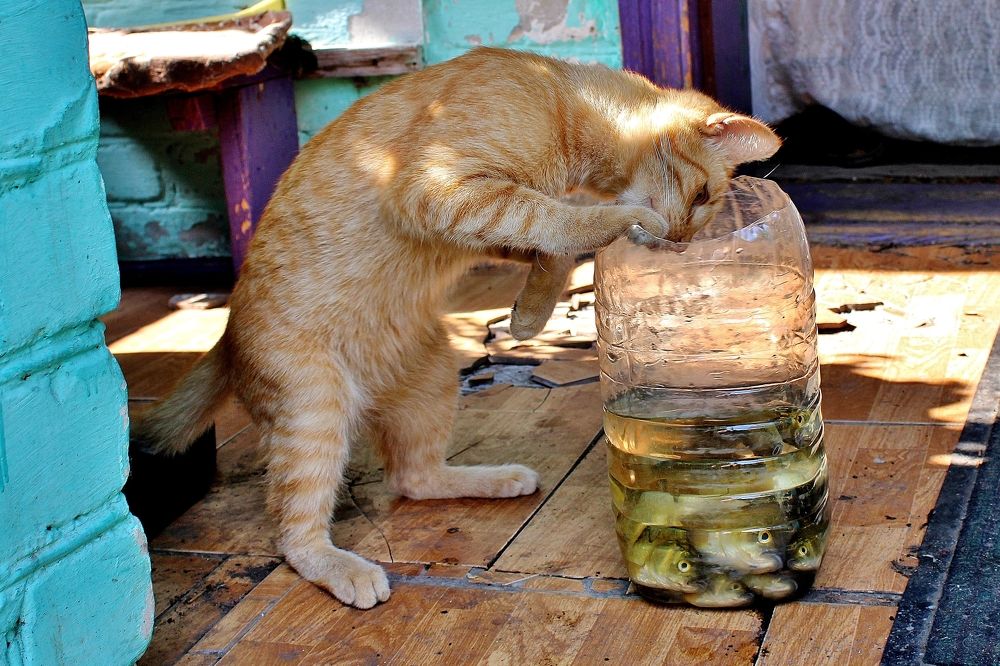 Photograph by Анна Восковых