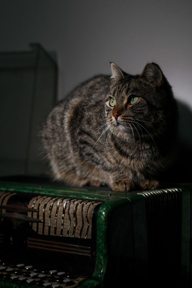 Фотография автора Антон Белобородов