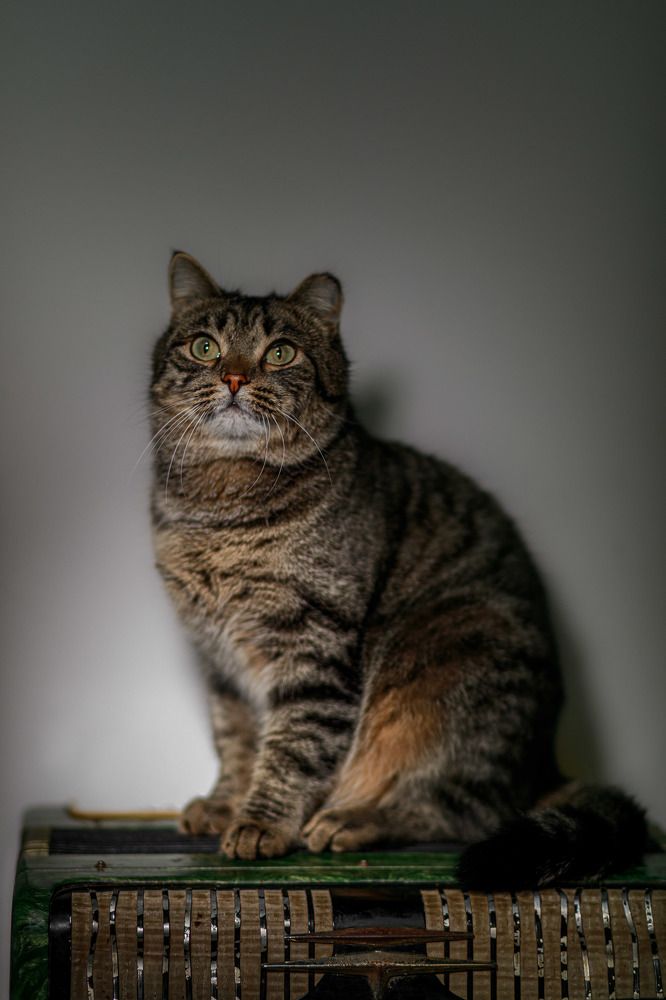 Фотография автора Антон Белобородов