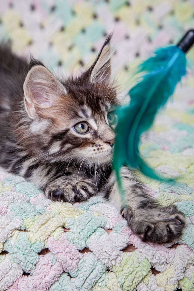 Котёнок мейнкуна