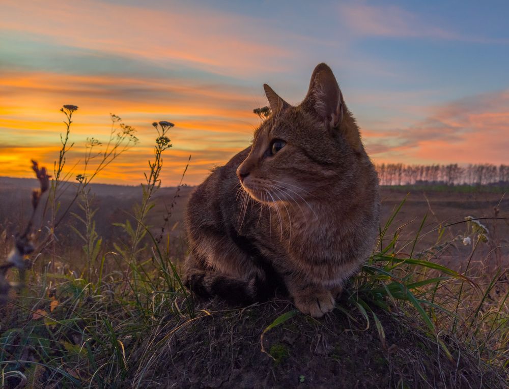 Photograph by Светлана Кондрашова