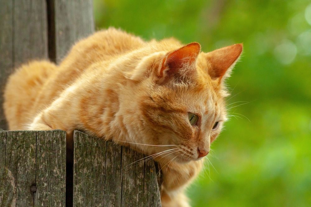 Фотография автора Валерий Елистратов