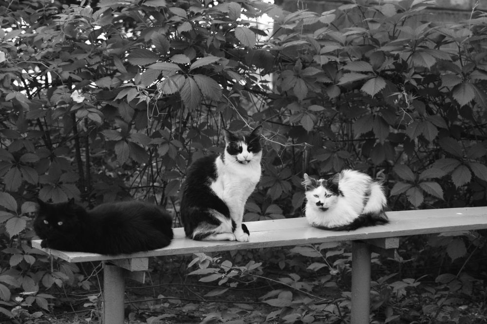 Photograph by Ольга Истомина