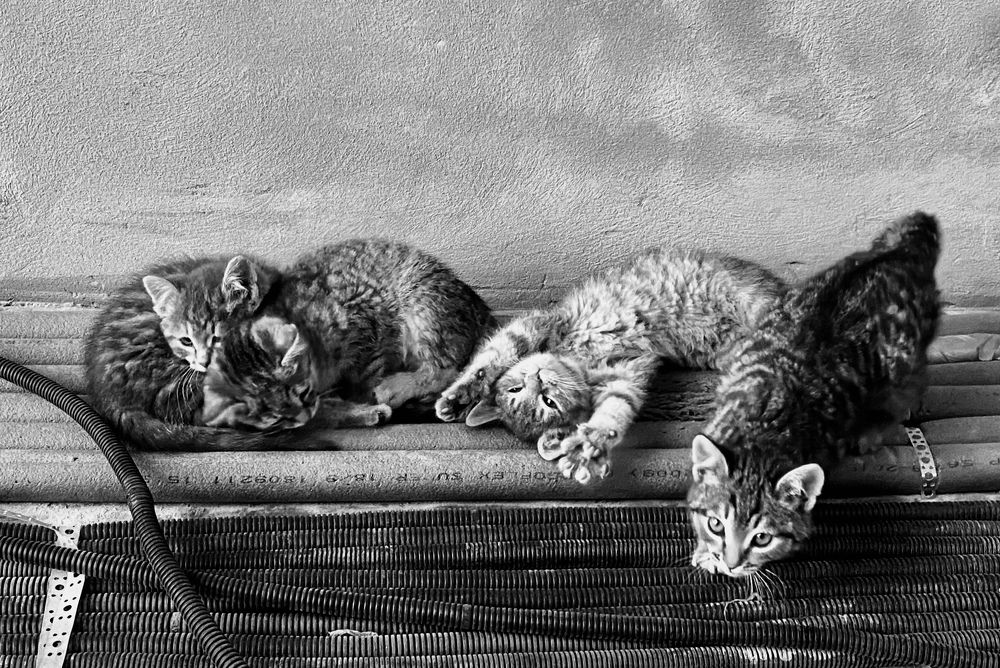 А у нас котята.