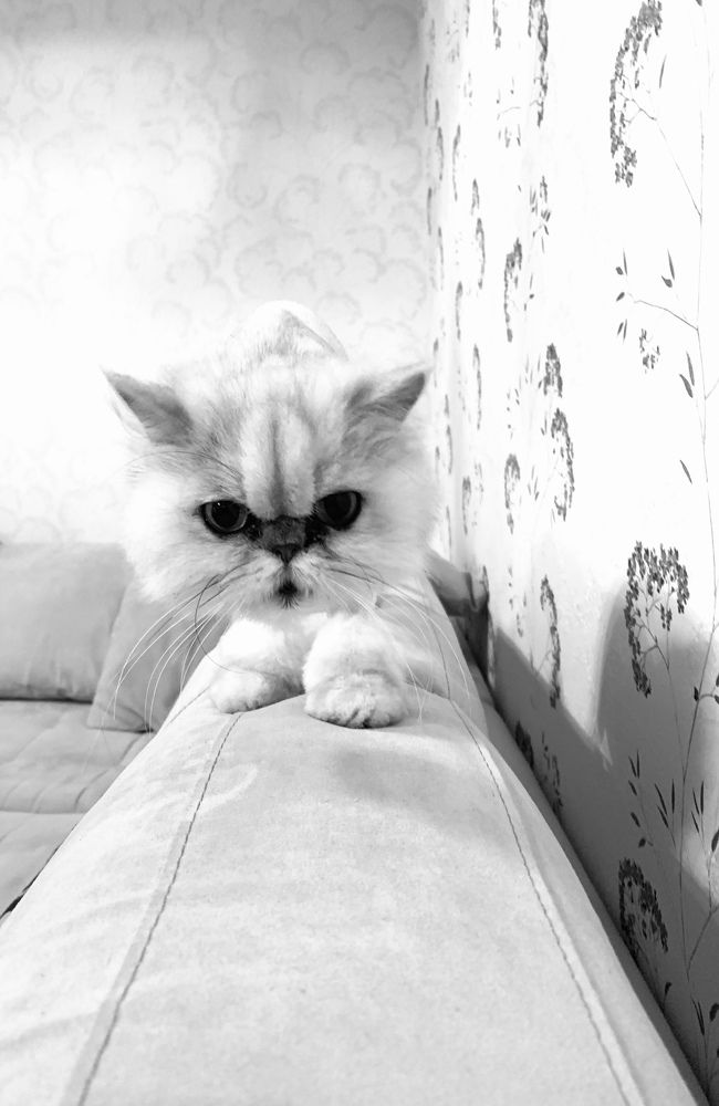 Интерес. Прекрасная Мальвина.