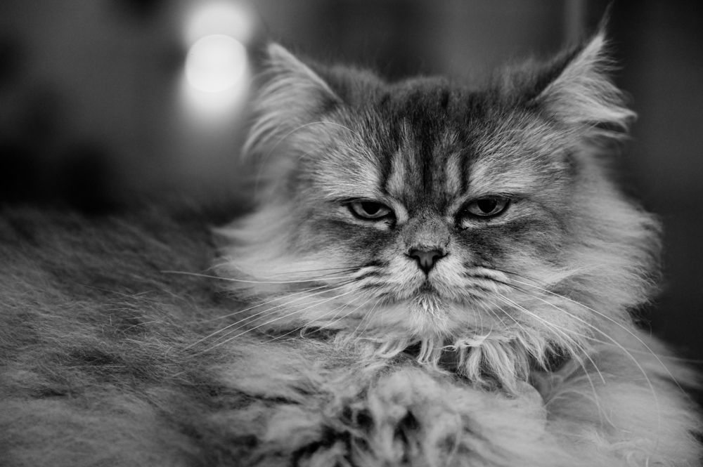 Photograph by ANAND GK