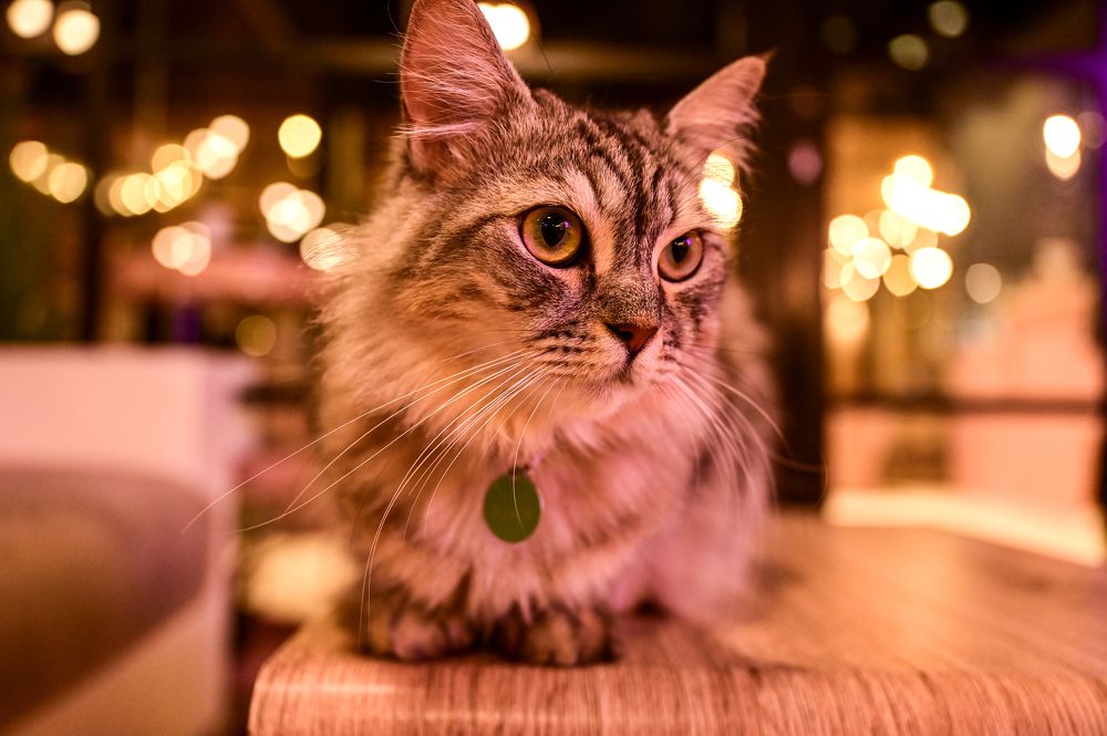 Photograph by ANAND GK