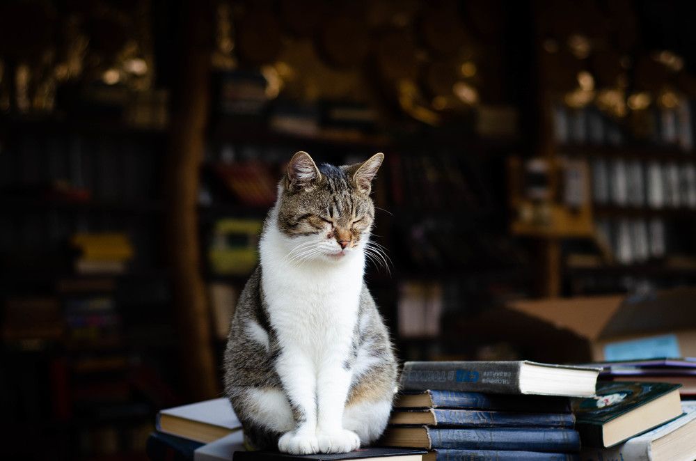 Photograph by Анастасия Кашенко