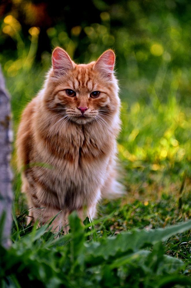 Фотография автора Mila Prophoto