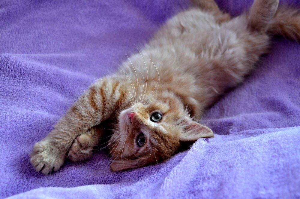 Фотография автора Mila Prophoto