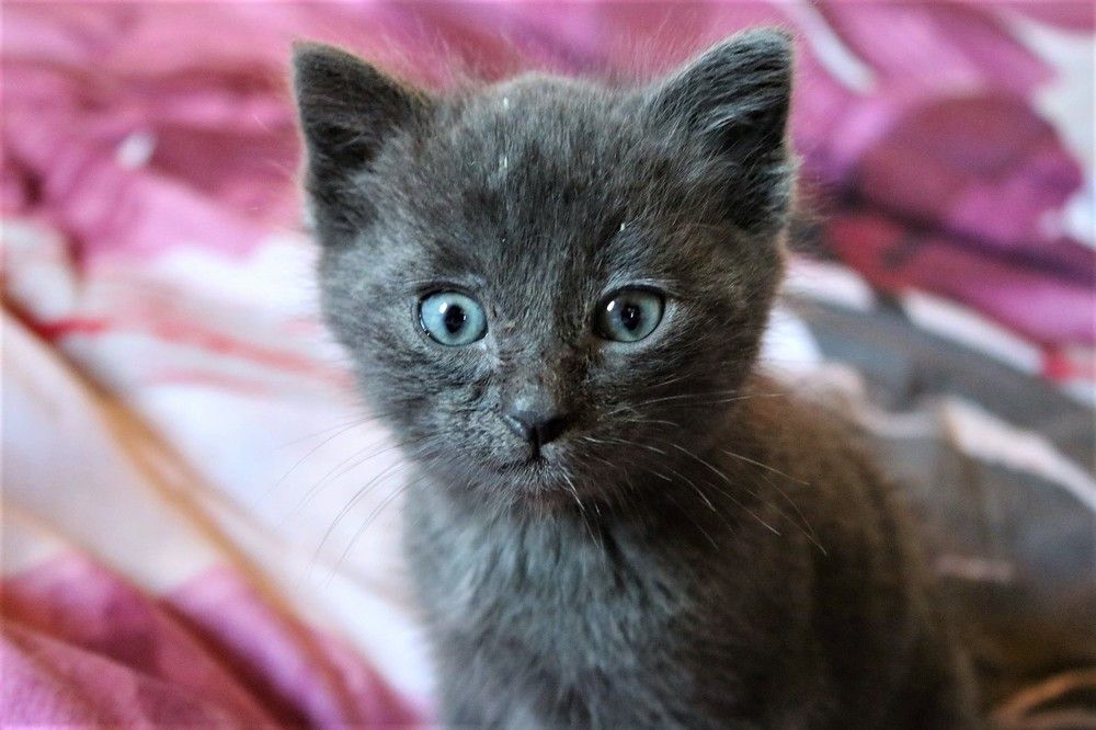 Фотография автора caroline martin (dony)