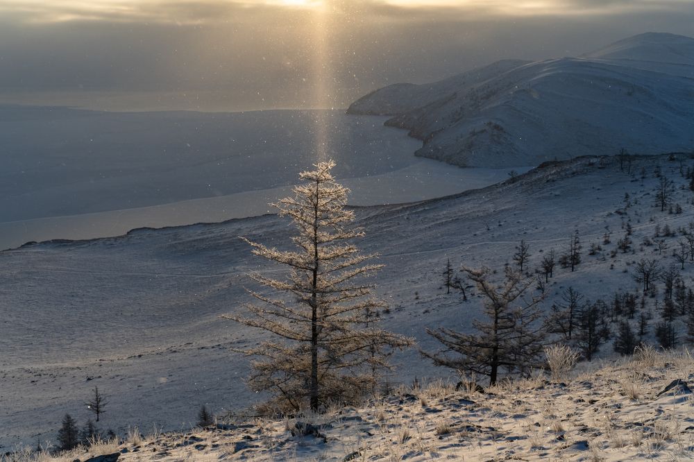 Инопланетяне похищают дерево