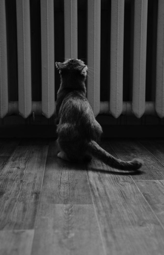 Photograph by Кристина Родина