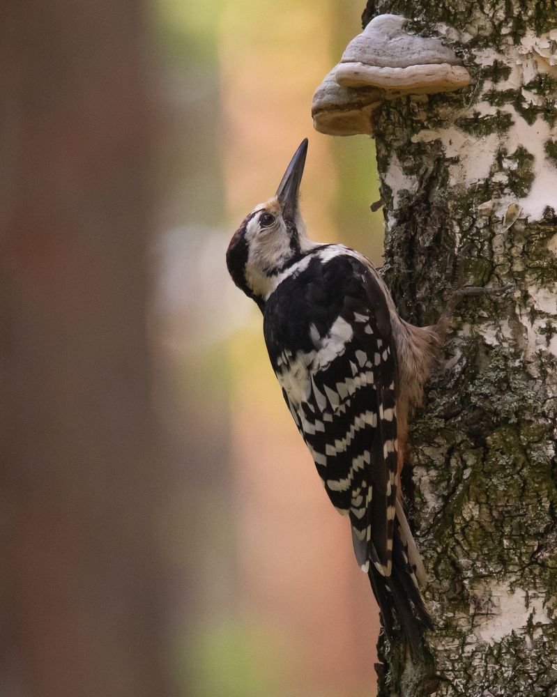 Photograph by Denis Schetinin