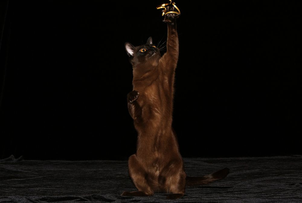 Фотография автора Надежда Лисицына