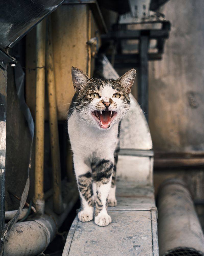 Фотография автора Владимир Эделев