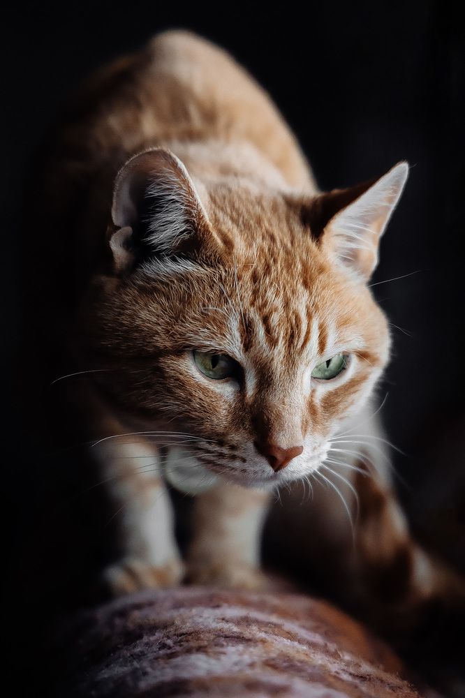 Photograph by Ольга Мазлова