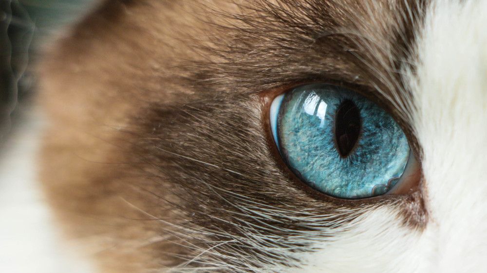 Photograph by Оксана Бадьева