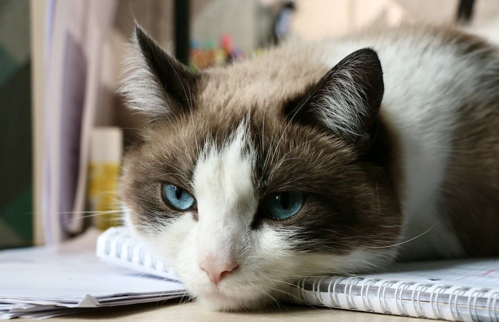 Photograph by Оксана Бадьева