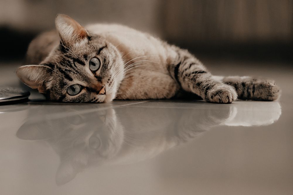 В память о Саре.