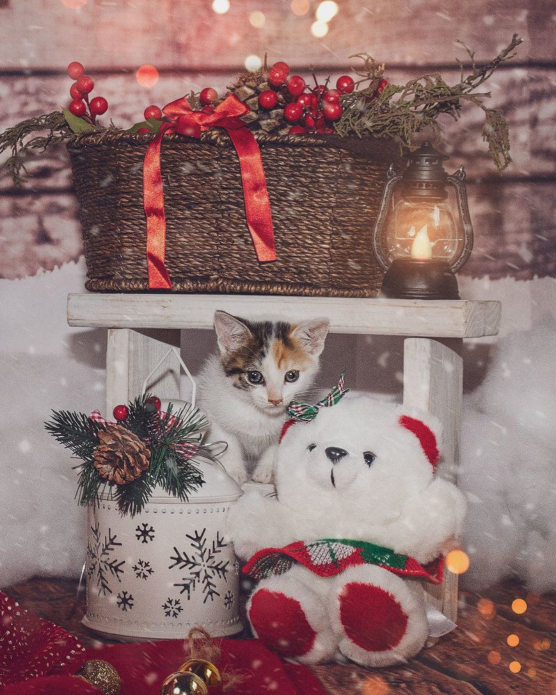 Photograph by Yenicet Reyes