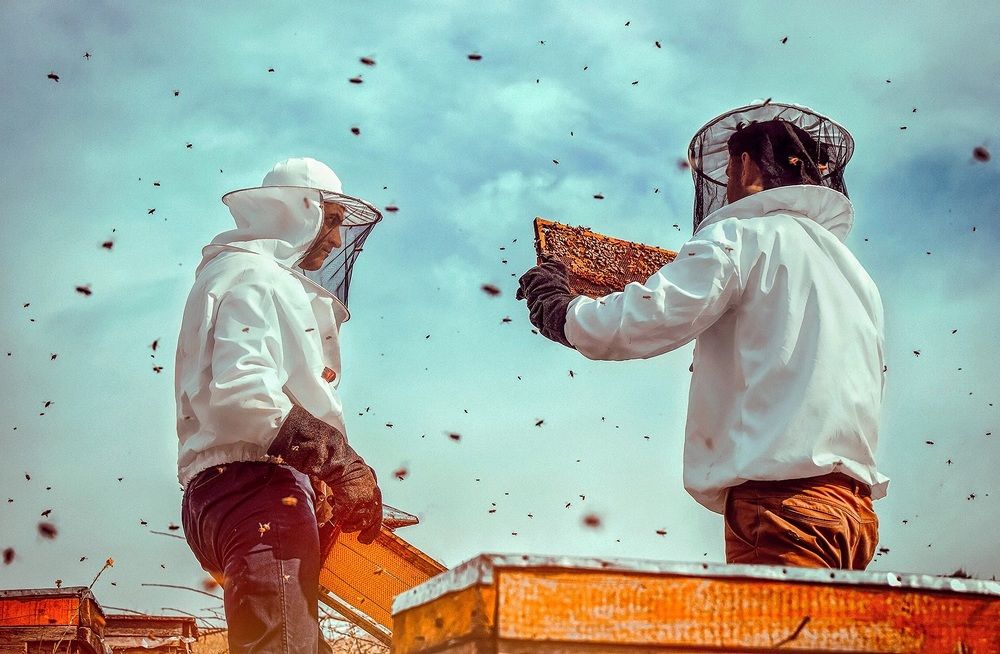 Bees And Men