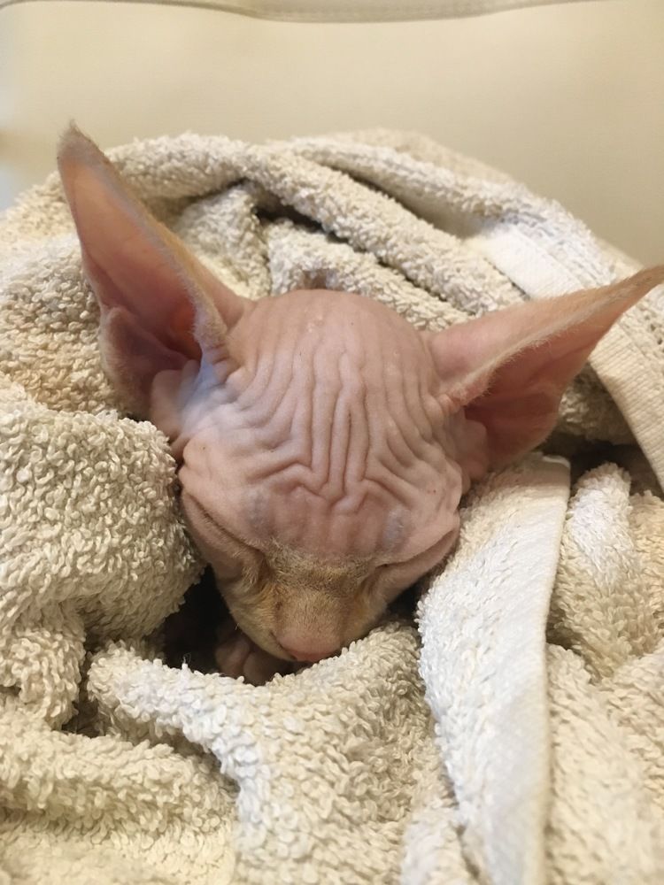 Фотография автора Балановская Виктория