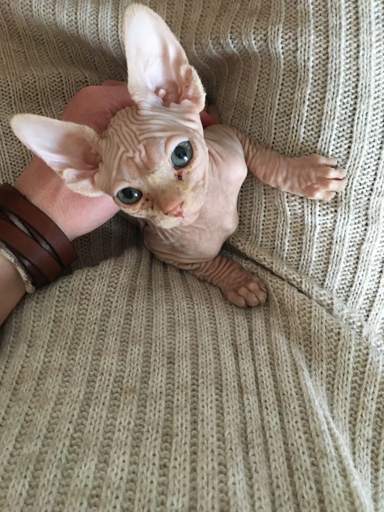 Фотография автора Балановская Виктория