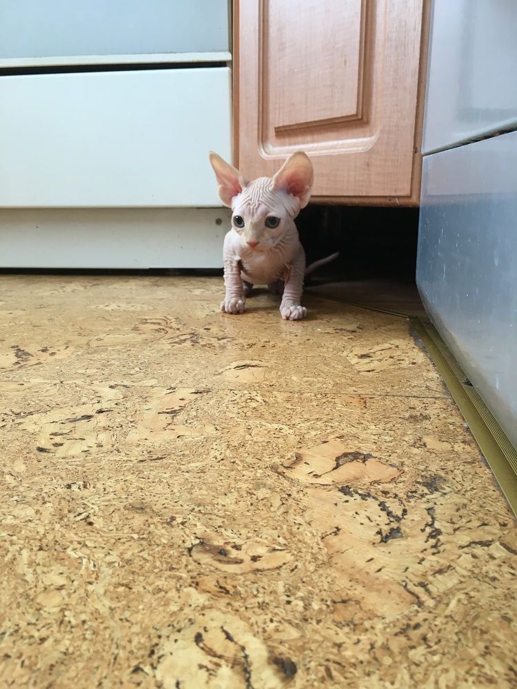 Фотография автора Балановская Виктория