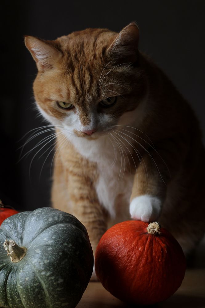 Photograph by Полина Ефимова