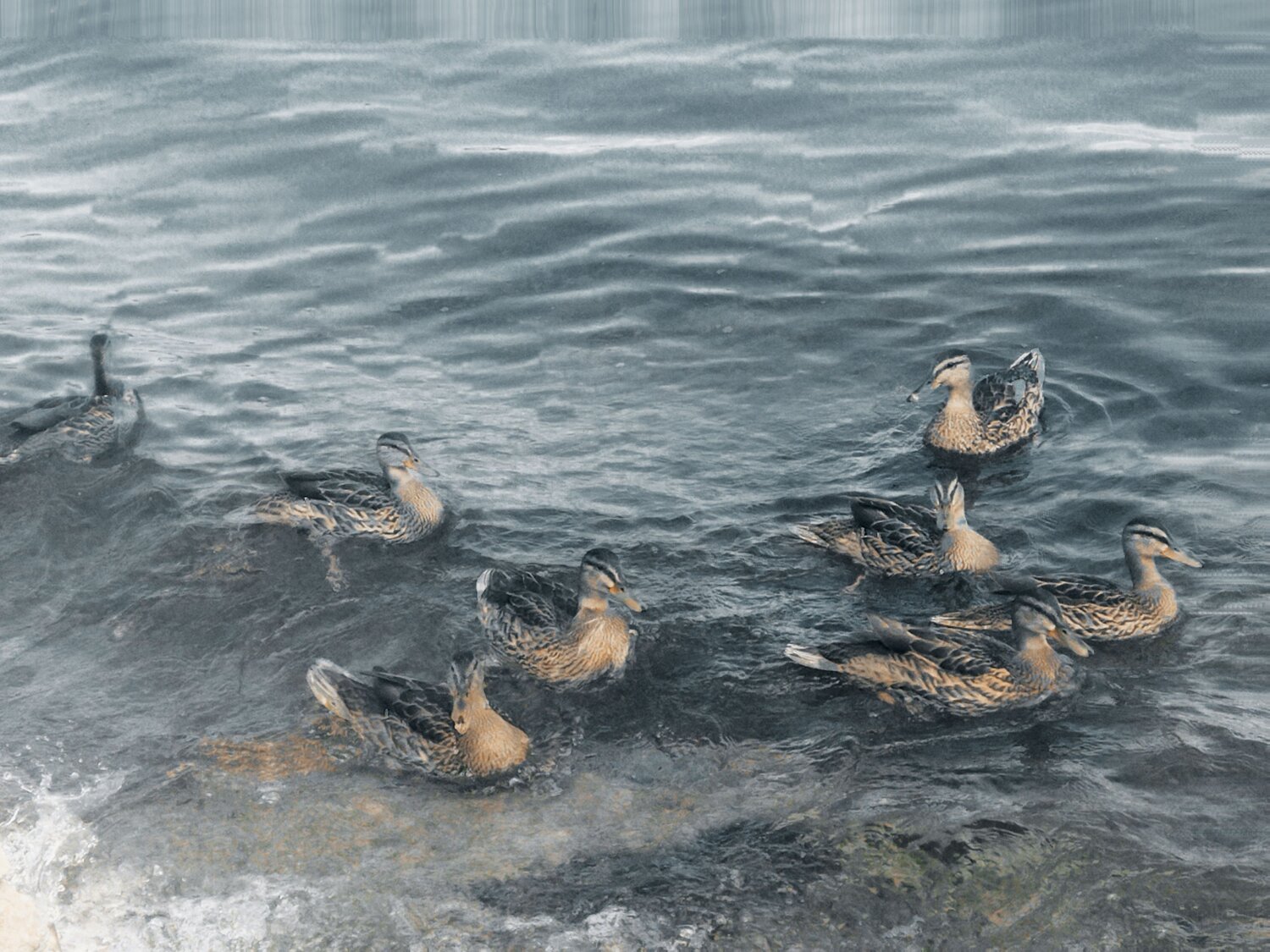 Photo #8660212
