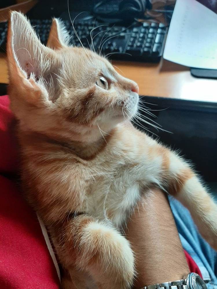 Фотография автора Hepzibah Guna Sakaran