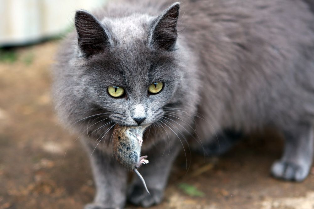 Came back with booty