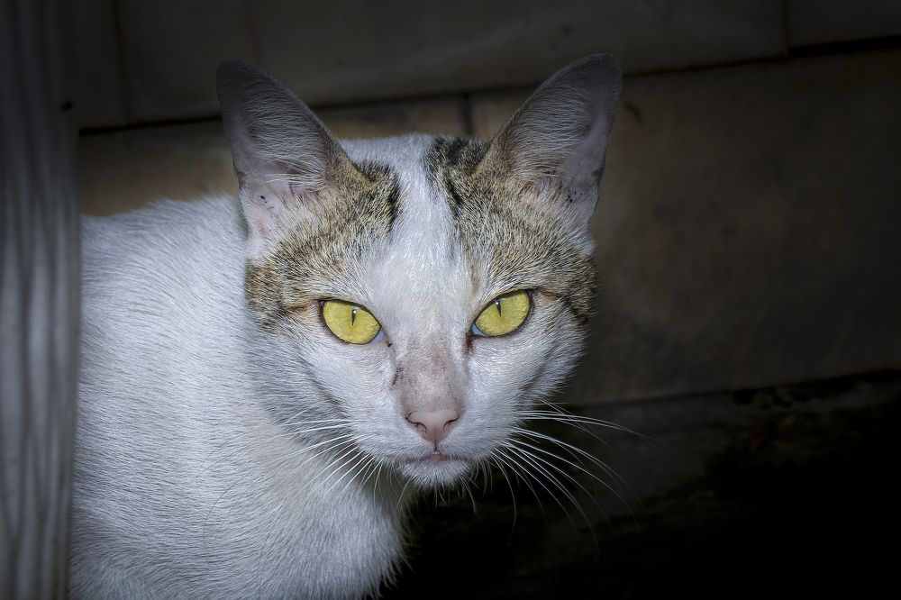 Фотография автора NeCoTi ChonTin