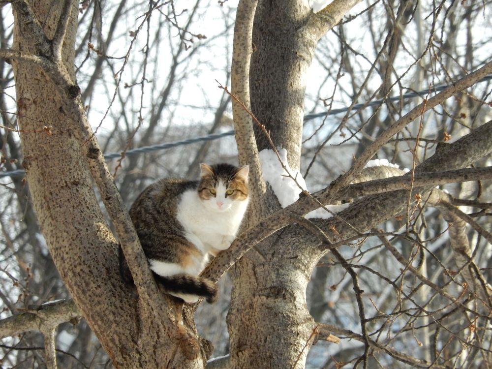 Фотография автора Клавдия Васильева