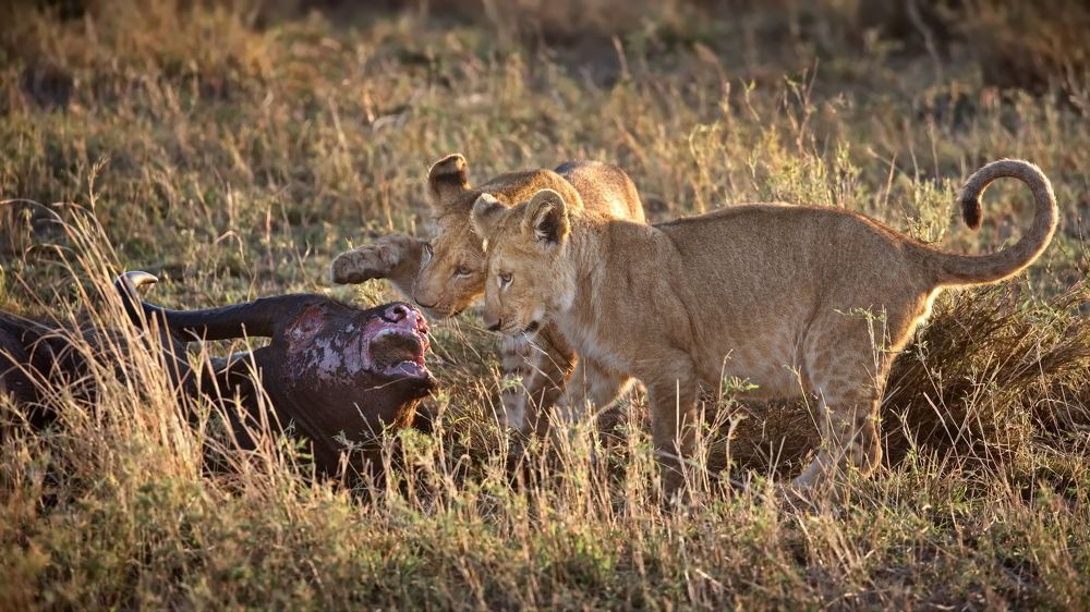 Познавая взрослый мир...