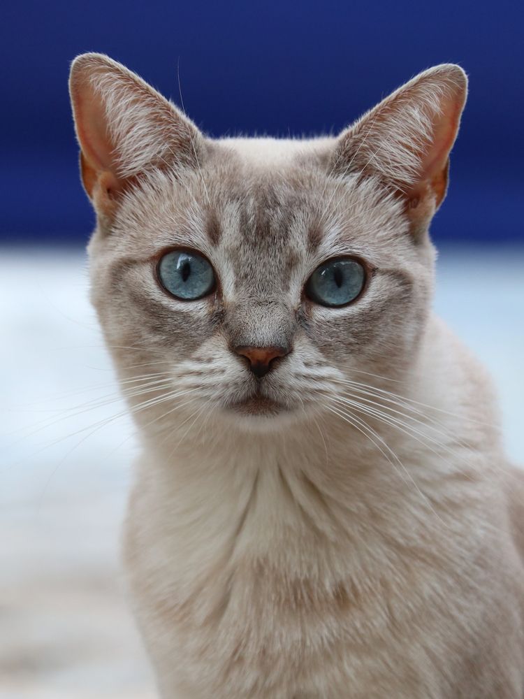 Photograph by Георгий Акопджанов