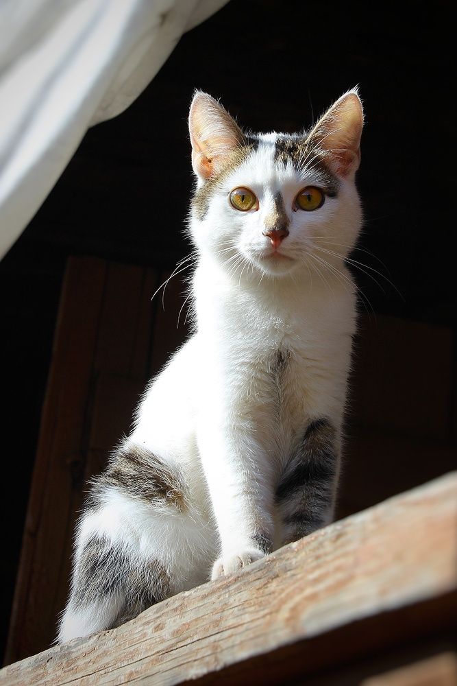 Фотография автора Тамара Караваева