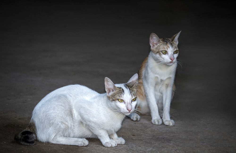 Фотография автора NeCoTi ChonTin