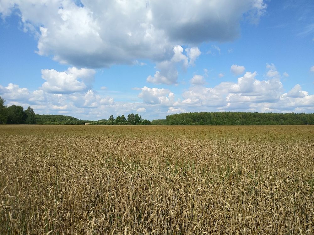 Photograph by Инна Голубева