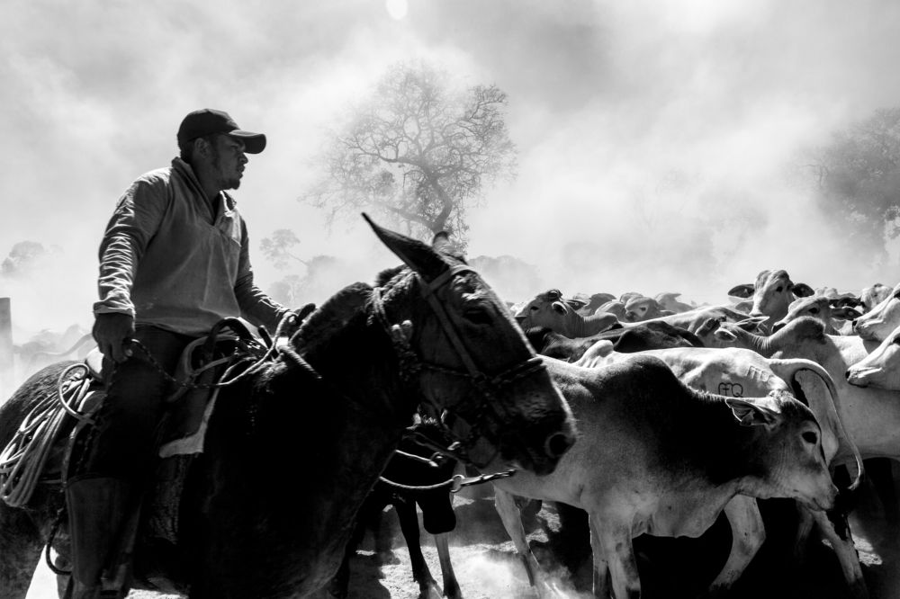 Photograph by FLAVIO SOUZA CRUZ