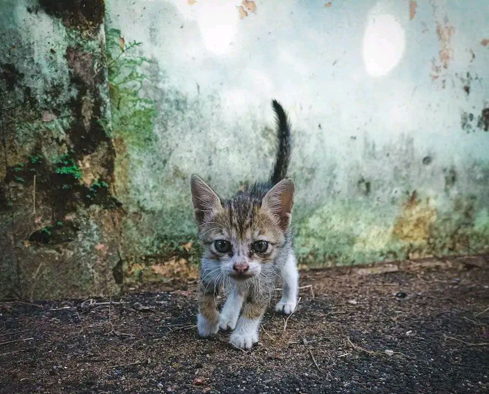 Photograph by Kichu Sachu