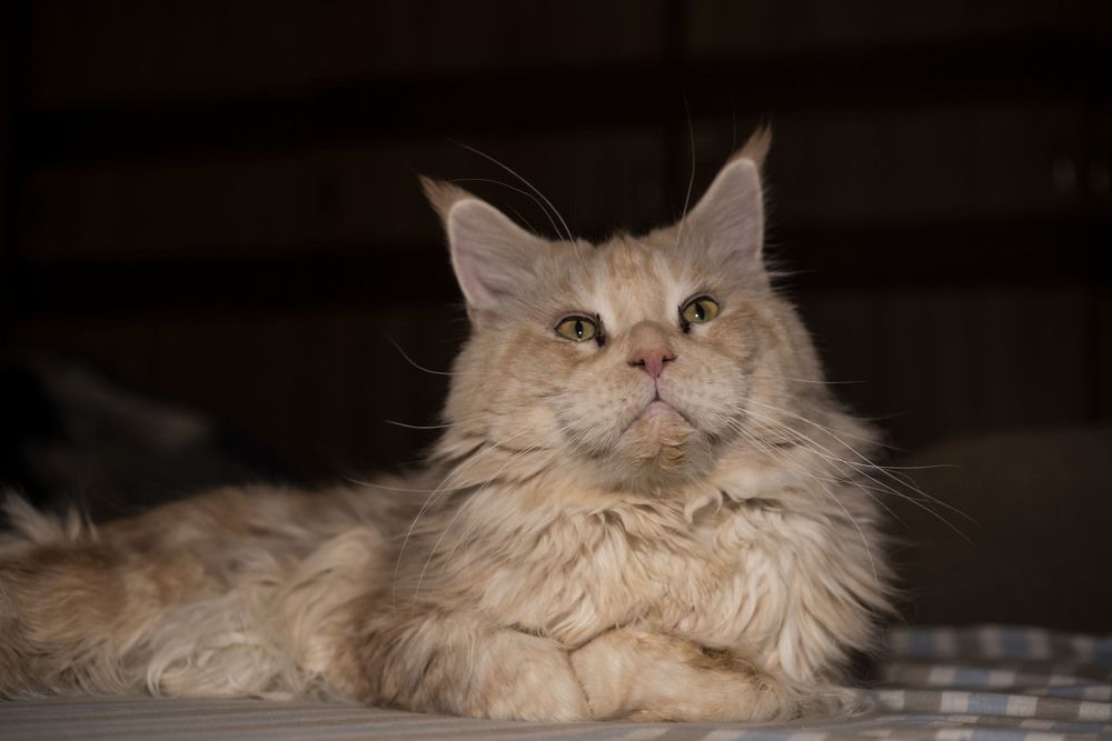 Фотография автора Галина