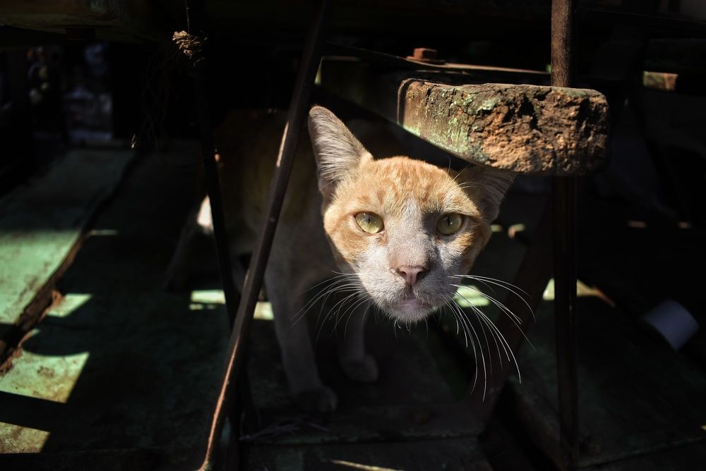 Photograph by Sai Bagal