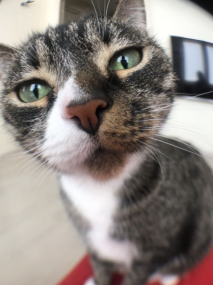 Любопытная кошка