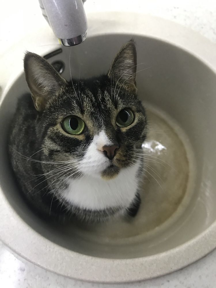 Ожидание чистой воды