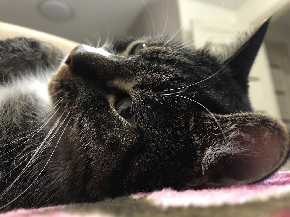 Задумчивая кошка